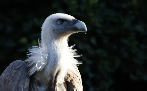 VULTURE Theme  from Chrome web store to be run with OffiDocs Chromium online