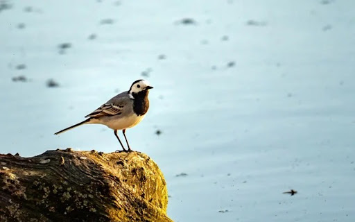 WAGTAIL Theme  from Chrome web store to be run with OffiDocs Chromium online