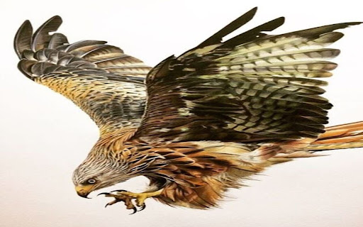 wallpaper chin hunting eagle or hawk  from Chrome web store to be run with OffiDocs Chromium online