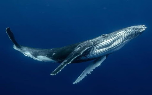 wallpaper humpback whale  from Chrome web store to be run with OffiDocs Chromium online