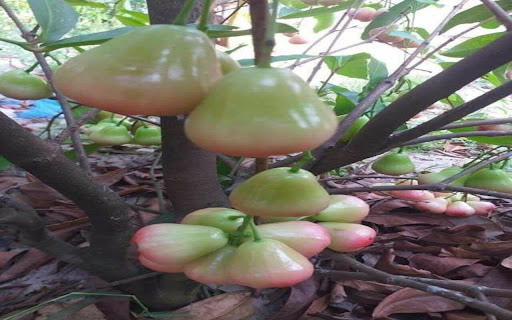 wallpaper of a fruit tree  from Chrome web store to be run with OffiDocs Chromium online