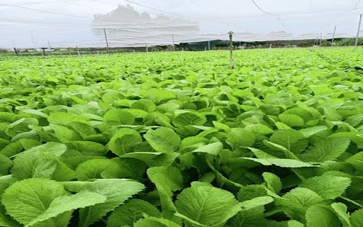 wallpaper of a green vegetable garden  from Chrome web store to be run with OffiDocs Chromium online