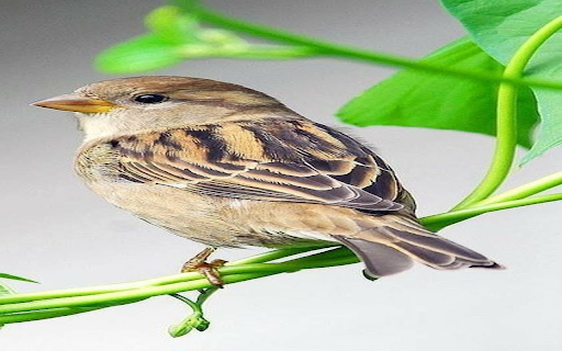 Wallpaper of a sparrow sitting on a tree branch  from Chrome web store to be run with OffiDocs Chromium online