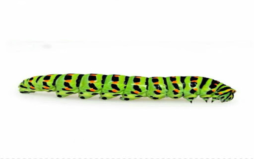 wallpaper of a spotted green caterpillar  from Chrome web store to be run with OffiDocs Chromium online wallpaper of a spotted green caterpillar  from Chrome web store to be run with OffiDocs Chromium online