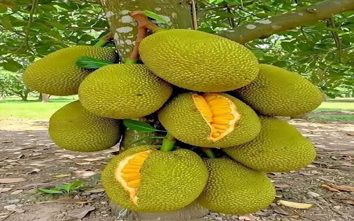 wallpaper of ripe jackfruit  from Chrome web store to be run with OffiDocs Chromium online