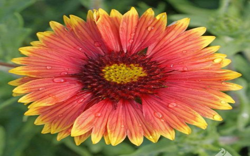 Wallpaper of rough leaves chrysanthemum  from Chrome web store to be run with OffiDocs Chromium online