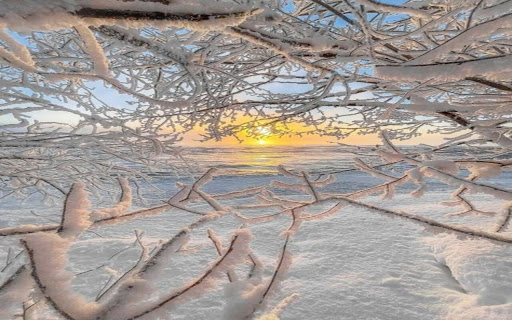 wallpaper of tree branches covered with white snow  from Chrome web store to be run with OffiDocs Chromium online