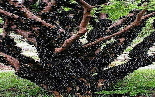 wallpaper tree with fruit growing on the trunk  from Chrome web store to be run with OffiDocs Chromium online