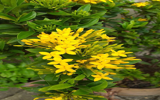 wallpaper tree with yellow flower cluster  from Chrome web store to be run with OffiDocs Chromium online