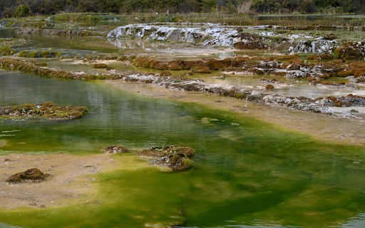 Water and green moss  from Chrome web store to be run with OffiDocs Chromium online