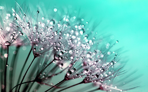 Water balloon flowers  from Chrome web store to be run with OffiDocs Chromium online