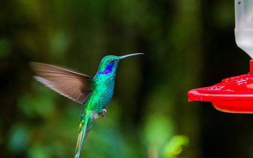 Water Bird  from Chrome web store to be run with OffiDocs Chromium online