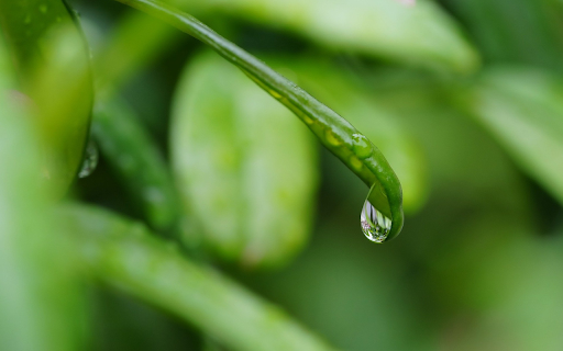 Water drops on leaves  from Chrome web store to be run with OffiDocs Chromium online
