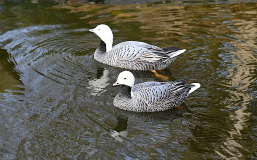 Water geese  from Chrome web store to be run with OffiDocs Chromium online