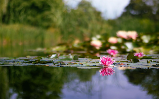 Water in beautiful flowers  from Chrome web store to be run with OffiDocs Chromium online