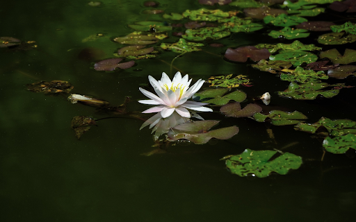 Water lilies by the lake  from Chrome web store to be run with OffiDocs Chromium online