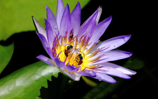 Water Lily and Bees  from Chrome web store to be run with OffiDocs Chromium online