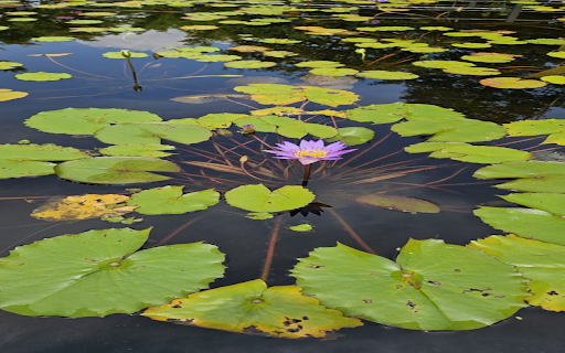 Water lily in lotus pond wallpaper  from Chrome web store to be run with OffiDocs Chromium online