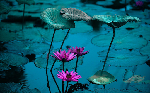 Water lily pond  from Chrome web store to be run with OffiDocs Chromium online