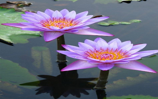 Water lily wallpaper from Chrome web store to be run with OffiDocs Chromium online Water lily wallpaper from Chrome web store to be run with OffiDocs Chromium online
