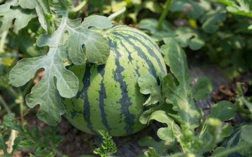 watermelon wallpaper  from Chrome web store to be run with OffiDocs Chromium online