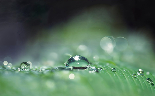 Water stagnant on banana leaves  from Chrome web store to be run with OffiDocs Chromium online