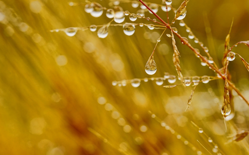 Water stagnates on the grass  from Chrome web store to be run with OffiDocs Chromium online