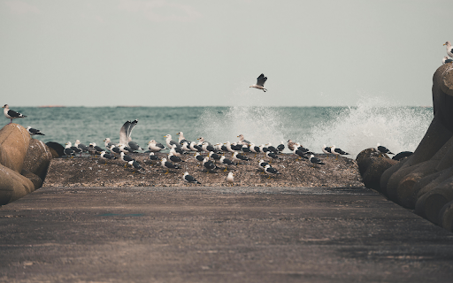 Wave Crushing near Seagulls on Shore  from Chrome web store to be run with OffiDocs Chromium online