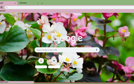 Wax Begonia  from Chrome web store to be run with OffiDocs Chromium online