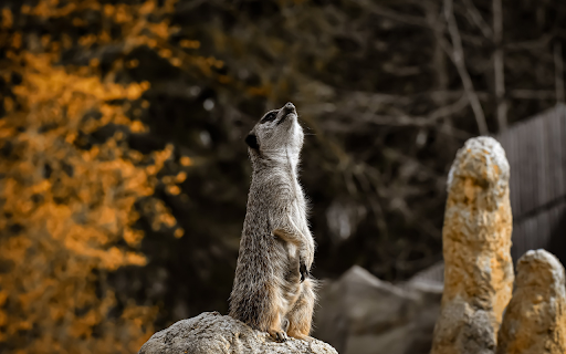 Weasels howl  from Chrome web store to be run with OffiDocs Chromium online