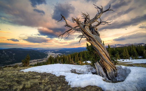 Weathered Tree Overlooking Mountain Valley at Sunset  from Chrome web store to be run with OffiDocs Chromium online