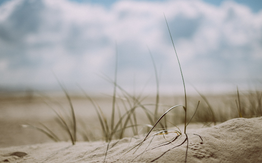 Weeds on sand dunes  from Chrome web store to be run with OffiDocs Chromium online