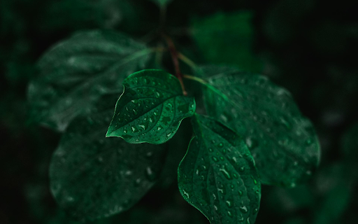 Wet green branches  from Chrome web store to be run with OffiDocs Chromium online
