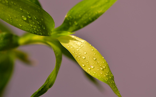 Wet leaves  from Chrome web store to be run with OffiDocs Chromium online