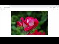 WhatsApp Photo and Video Downloader  from Chrome web store to be run with OffiDocs Chromium online