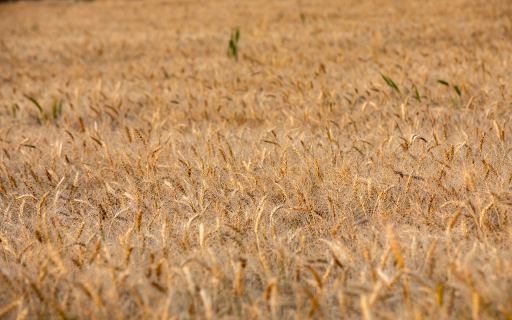 Wheat and Beard  from Chrome web store to be run with OffiDocs Chromium online