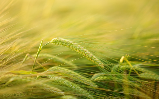 Wheat ears  from Chrome web store to be run with OffiDocs Chromium online
