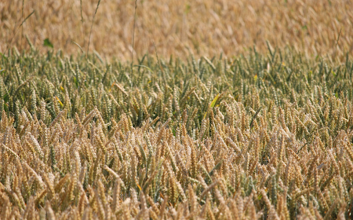 Wheat Field  from Chrome web store to be run with OffiDocs Chromium online