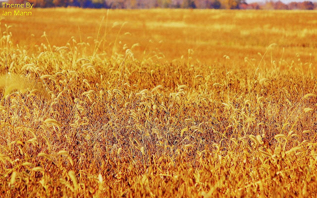 Wheat Fields  from Chrome web store to be run with OffiDocs Chromium online