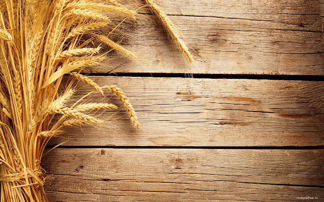 Wheat Spikelets  from Chrome web store to be run with OffiDocs Chromium online