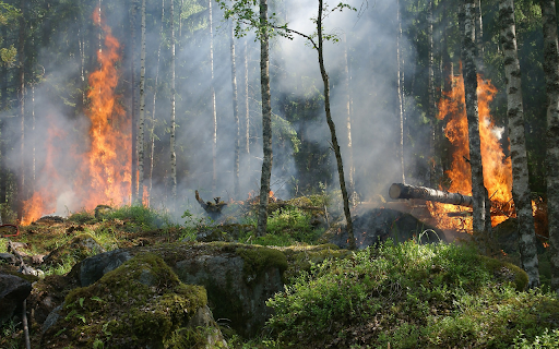 When the green forest burns big  from Chrome web store to be run with OffiDocs Chromium online