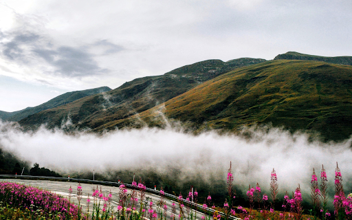 Which road and flowers  from Chrome web store to be run with OffiDocs Chromium online