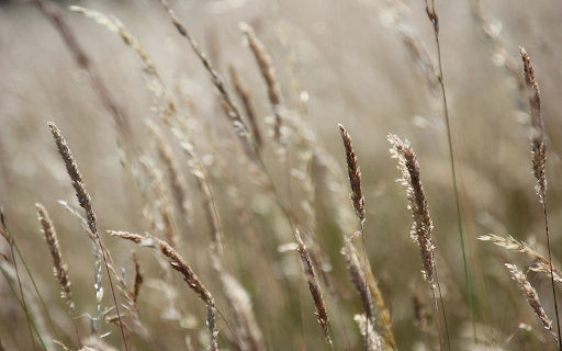 Whispering Grasses  from Chrome web store to be run with OffiDocs Chromium online