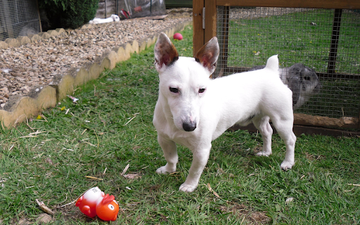 White amputee dog  from Chrome web store to be run with OffiDocs Chromium online
