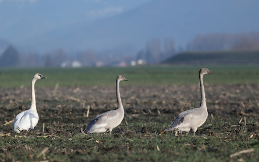 white and gray swans  from Chrome web store to be run with OffiDocs Chromium online