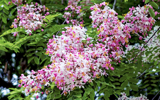 White and purple flowers  from Chrome web store to be run with OffiDocs Chromium online