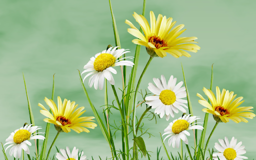 White and Yellow Chrysanthemum Theme  from Chrome web store to be run with OffiDocs Chromium online