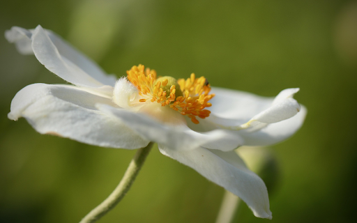 White anemone  from Chrome web store to be run with OffiDocs Chromium online