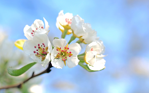 White apple blossom  from Chrome web store to be run with OffiDocs Chromium online