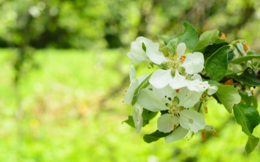 White Apple Blossom Theme  from Chrome web store to be run with OffiDocs Chromium online